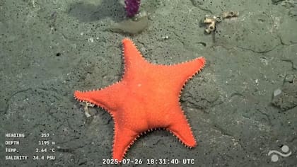 La estrella de mar fue una de las imágenes que más impactó en los usuarios del streaming