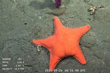 La estrella de mar fue una de las imágenes que más impactó en los usuarios del streaming