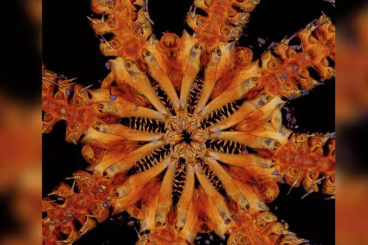 La estrella quebradiza hallada en el Pacífico Sur tiene una antigüedad sobre la tierra de unos 180 millones de años, y por ello es que se la considera un fósil viviente