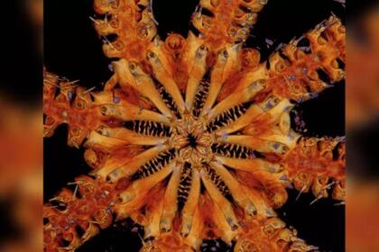 La estrella quebradiza hallada en el Pacífico Sur tiene una antigüedad sobre la tierra de unos 180 millones de años, y por ello es que se la considera un fósil viviente