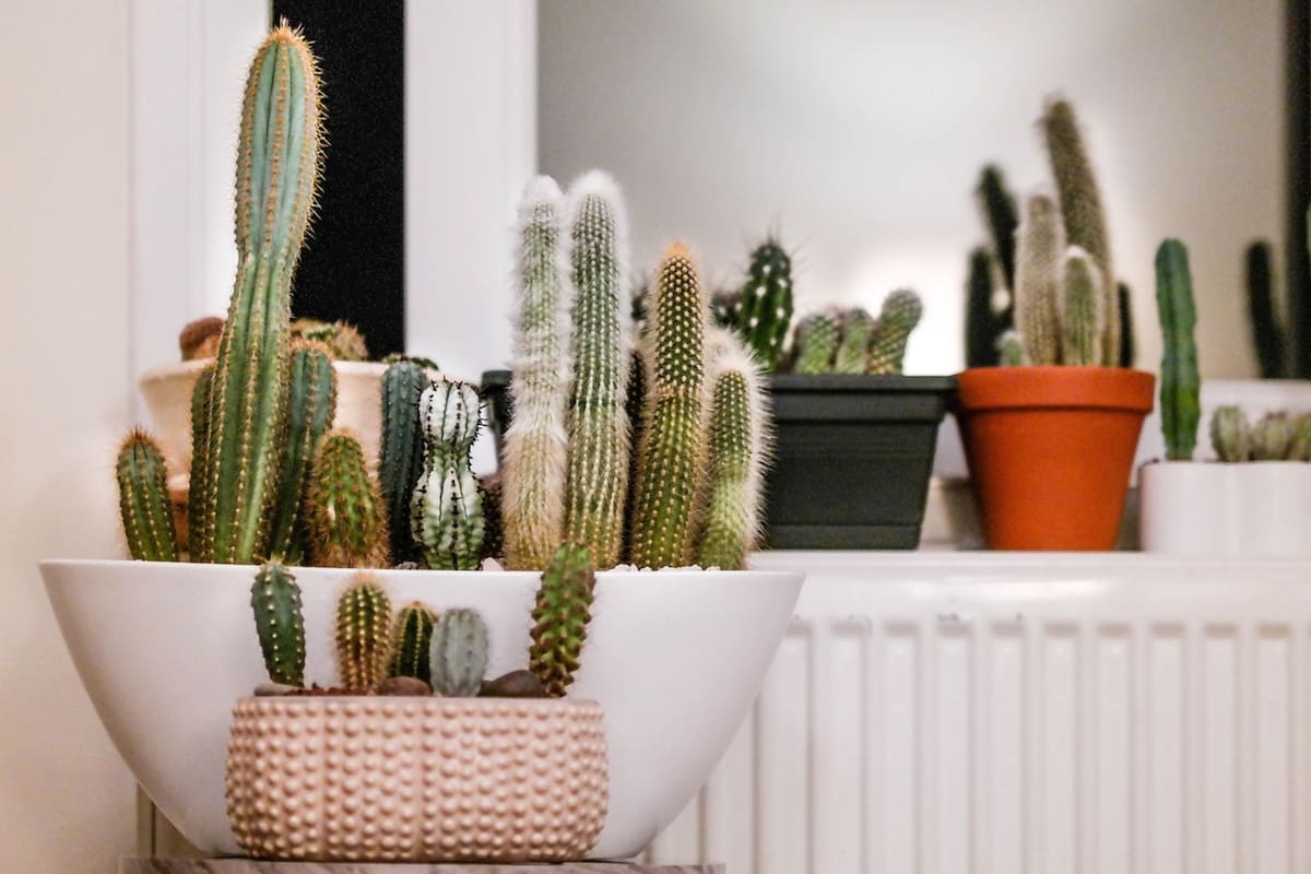 La estructura del cactus está adaptada para conservar agua: en lugar de hojas, tiene espinas que reducen la pérdida de humedad (Foto ilustrativa: PIXABAY)