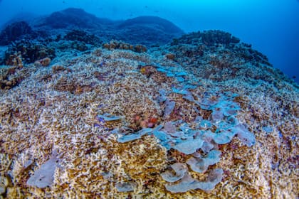 La estructura es un coral independiente que ha crecido ininterrumpidamente durante cientos de años. (nationalgeographic.org)