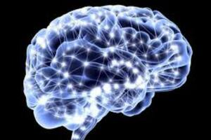 La estructura y funcionamiento del cerebro humano se determina en buena medida por "procesos de transcripción prenatales