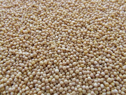 La evaluación que realiza el INTA Famaillá busca profundizar el conocimiento sobre el comportamiento de Delfina INTA como biofumigante y su potencial para incorporarla a diferentes estrategias de manejo de los sistemas productivos