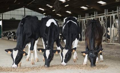 La evaluación visual no considera la productividad de leche que tendrá el sistema mamario de la vaquillona, ese carácter se puede evaluar con las pruebas de progenie del padre