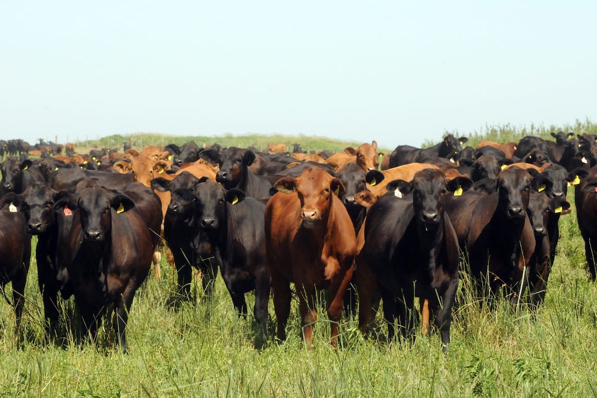 La evolución del stock bovino es clave para conocer la situación de la ganadería argentina y no puede determinarse únicamente por la cantidad de carne que llega al mercado