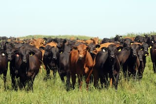 La paradoja de la carne: menos oferta no significa menos producción