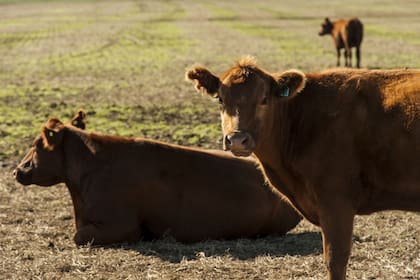 La excelencia de la raza Angus