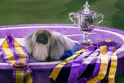 La exhibición canina del Westminster Kennel Club vuelve al Madison Square Garden