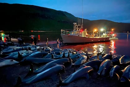 La exhibición de los cuerpos de los delfines cazados en Islas Faroe