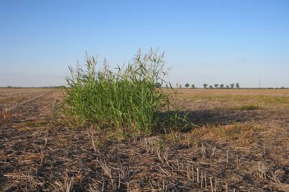 La expansión de las malezas, un problema