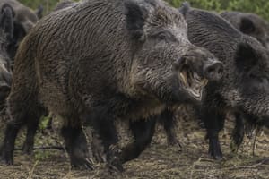 Anticipan un crecimiento explosivo del jabalí, una especie que provoca pérdidas por US$1600 millones por año