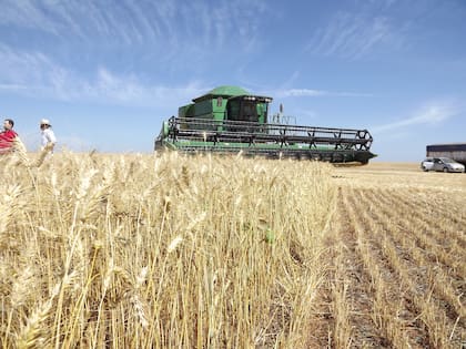 La expectativa de una cosecha local de 25 millones de toneladas obligará a exportar alrededor de 14 millones