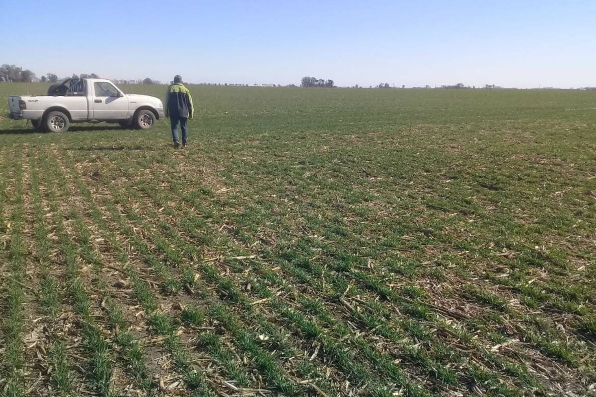 La expectativa es que la suerte del cereal se revierta en etapas más demandantes de lluvias