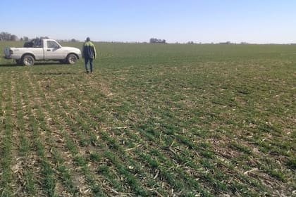 La expectativa es que la suerte del cereal se revierta en etapas más demandantes de lluvias