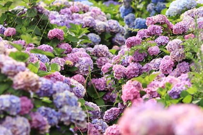 La explicación detrás de los colores cambiantes de las hortensias