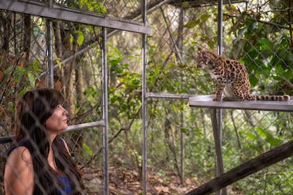 La exploradora de National Geographic Paola Nogales Ascarrunz, observa al individuo de "Leopardus tilcayo" en el Santuario de Vida Silvestre Senda Verde. Nogales lideró la investigación que identificó a este felino como una nueva especie.