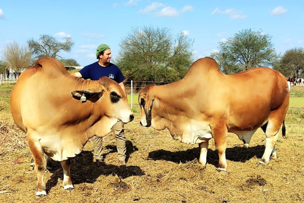 La Expo Nacional Brahman 2026 de Paraguay se realizará del 27 de abril al 3 de mayo en el marco de la Expo Rodeo Neulan; el argentino Miguel Pibernus, fue designado jurado