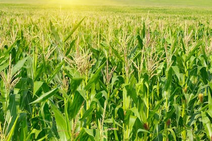 La exportación de maíz también es regulada