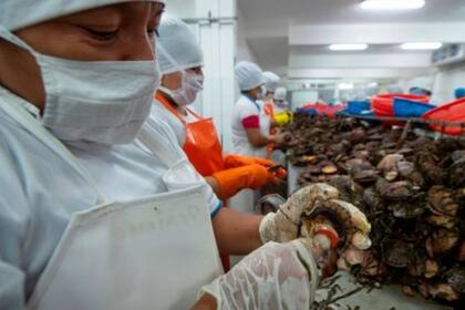 La exportación de marisco y pescado supone una buena fuente de ingresos para Perú
