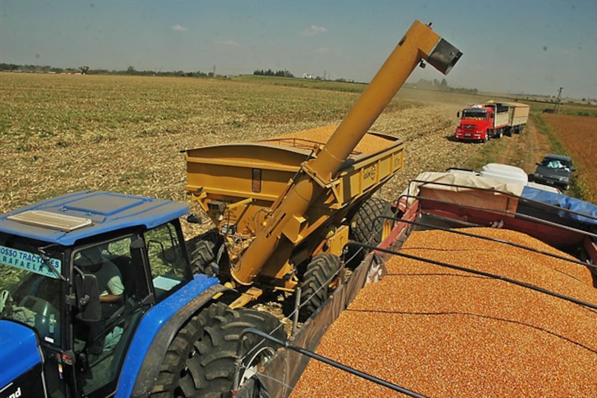 La exportación pagó 4300 pesos por tonelada del cereal en el Gran Rosario, $100 más que ayer y $350 por encima del valor vigente el viernes; la soja retrocedió de 7200 a 7100 pesos por tonelada