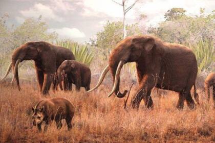 La extinción de los mastodonte representó una pérdida no solo zoológica, sino también ecológica y evolutiva (Imagen de carácter ilustrativo)