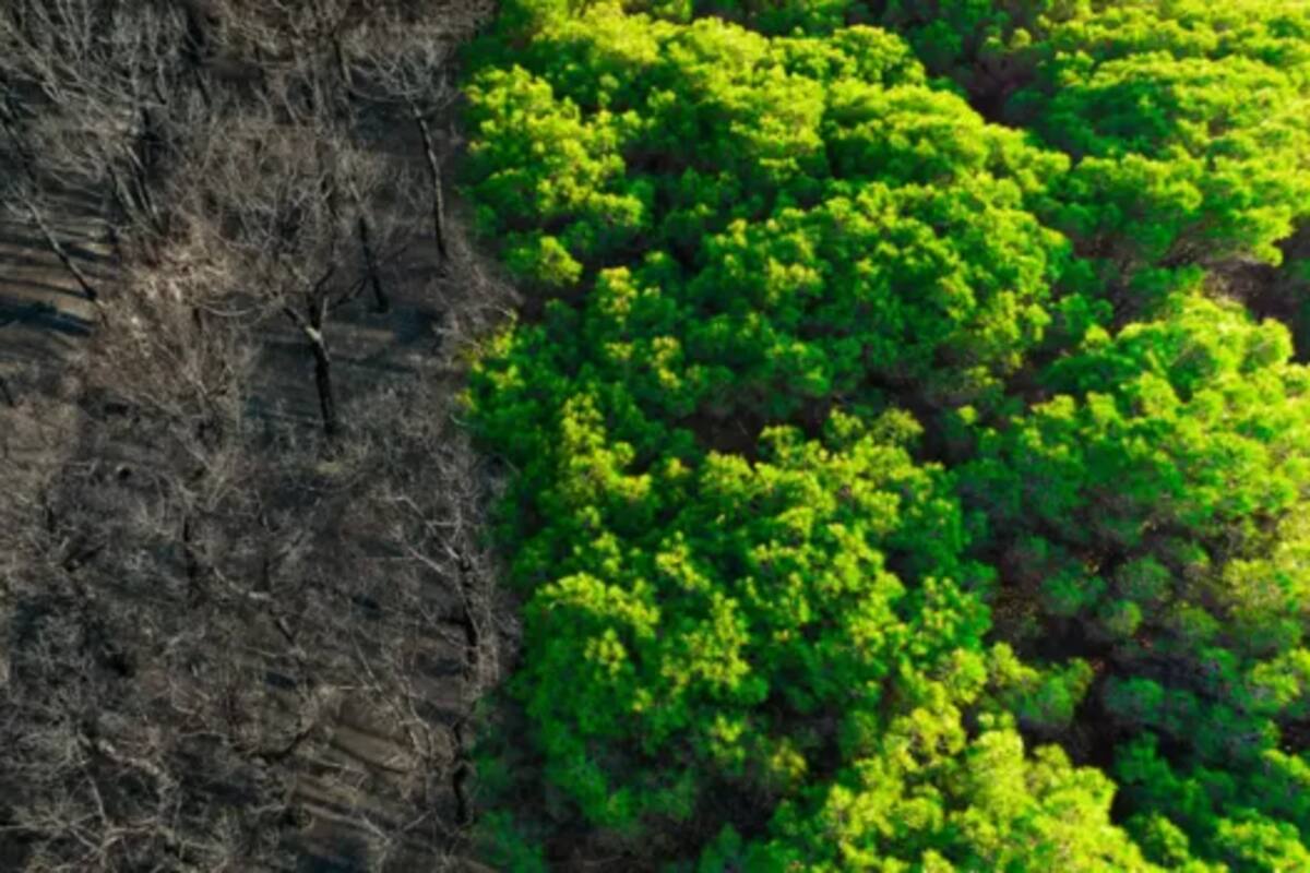 "La extinción es permanente, por lo que la única forma efectiva de reducirla es ser más cuidadosos con la protección de animales, plantas y otras especies"