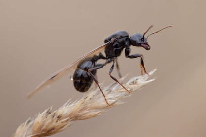 La extraña aparición de las hormigas con alas tras una tormenta