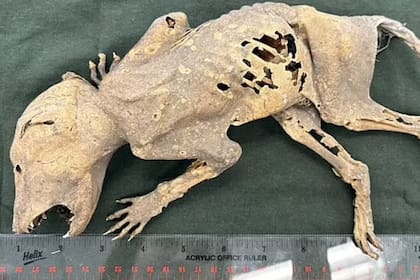 La extraña criatura encontrada en la Universidad de Michigan (Foto: gentileza Jerielle Cartales)