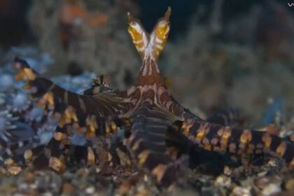 La extraña criatura fue captada en las aguas del estrecho de Lenbeh, en Indonesia y fue llamado Wundurpus, un término que significa algo así como "pulpo maravilla"