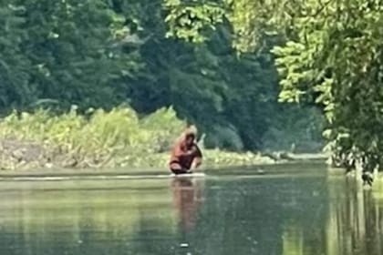 La extraña criatura fue captada mientras cruzaba un río en Michigan, y para muchos se trataba de Pie Grande