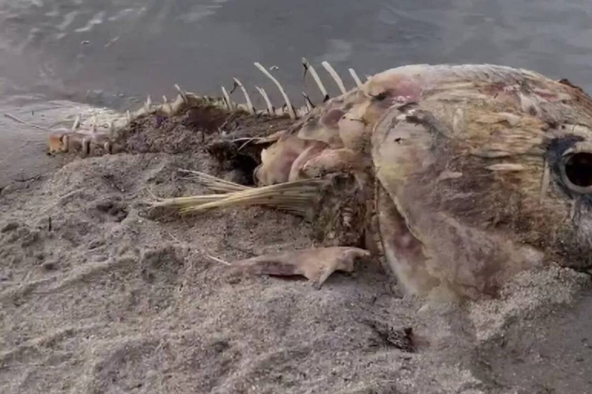 La extraña criatura fue encontrada por una residente local mientras paseaba a sus perros por la playa