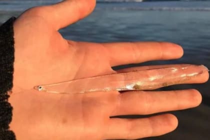 La extraña criatura fue hallada en las costas del estado de Tasmania, en Australia