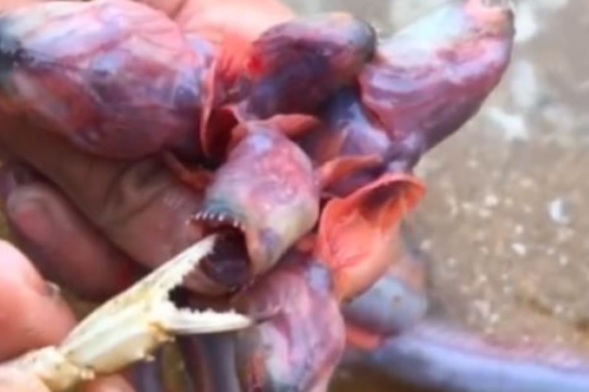 La extraña criatura llamó la atención de los usuarios