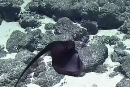 La extraña criatura marina provocó divertidos comentarios entre los especialistas