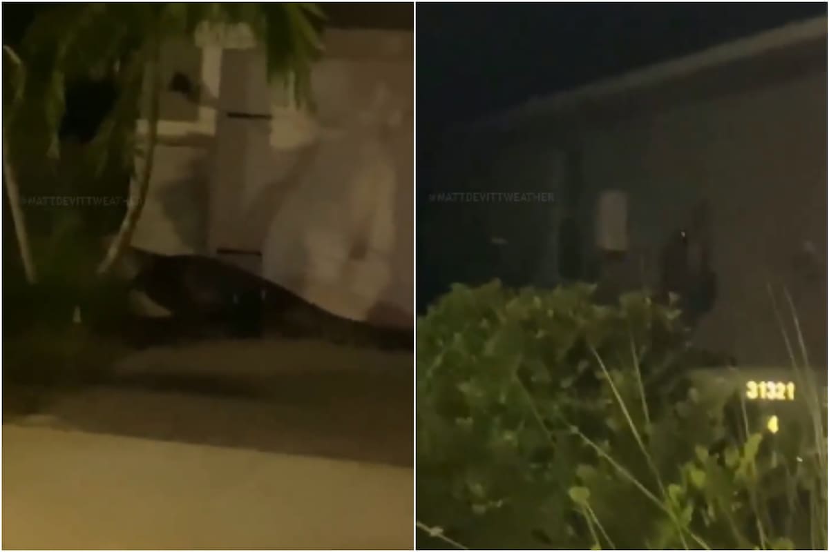 La extraña escena del caimán en Florida circuló por los medios locales