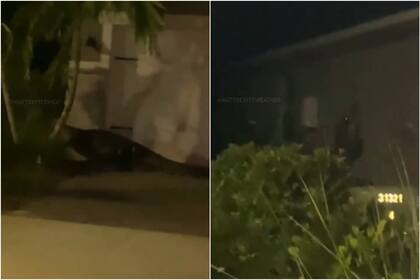 La extraña escena del caimán en Florida circuló por los medios locales