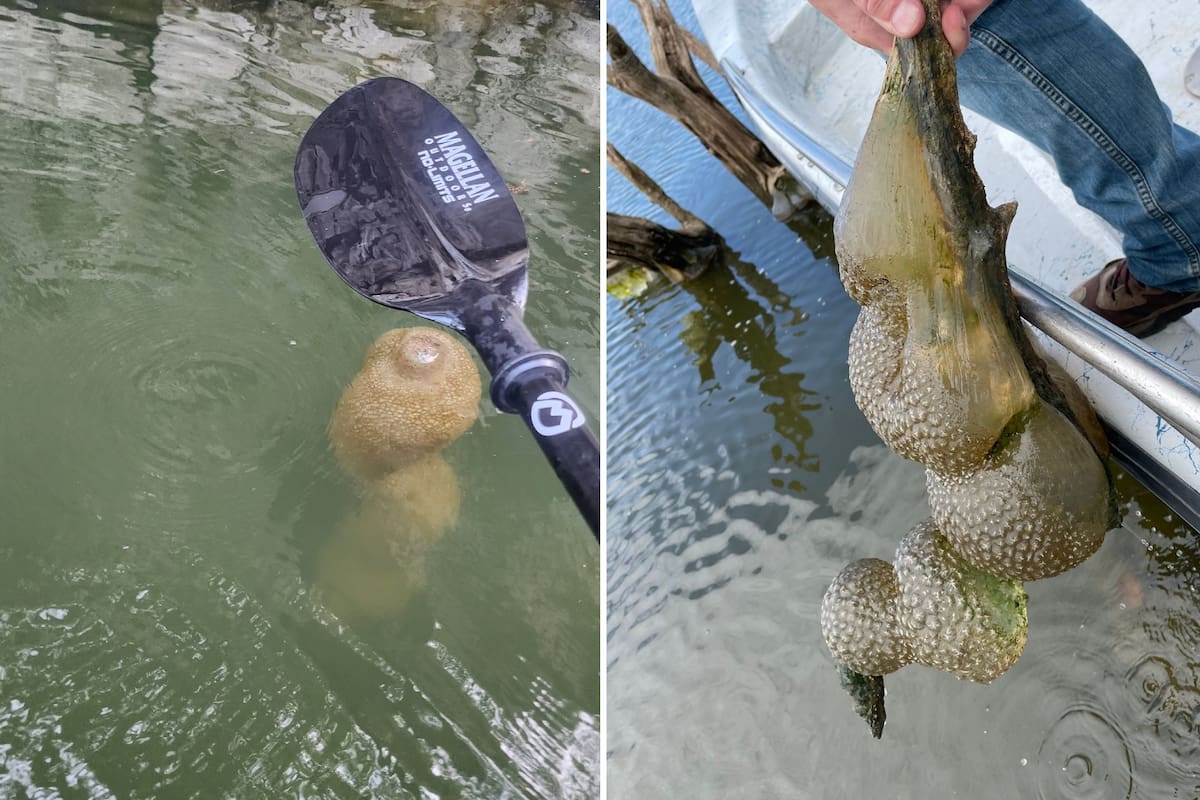 La extraña figura marina fue hallada en el McGee Creek Reservoir, un embalse de Oklahoma