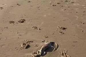 La extraña morfología del ser encontrado en la playa de Sunshine Coast, en Australia, dio lugar a diferentes teorías sobre su clasificación