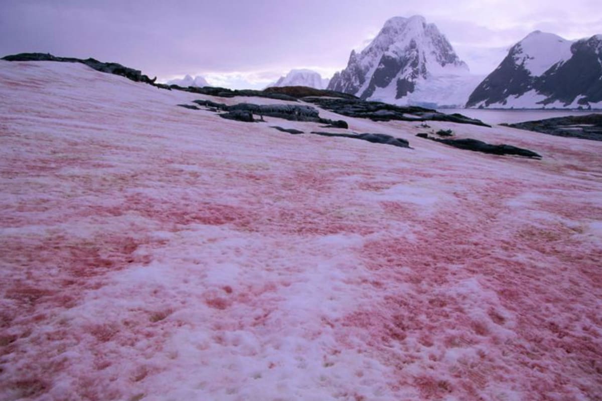 La extraña nieve con su particular color rosado. Fuente: Ralph Lee Hopkins.