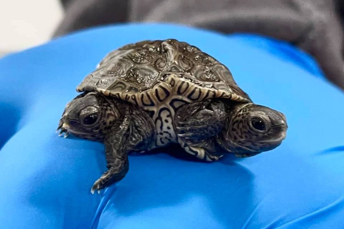 La extraña tortuga nació hace dos semanas y se encuentra en buen estado de salud