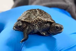 La extraña tortuga nació hace dos semanas y se encuentra en buen estado de salud