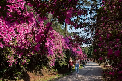 La exuberancia natural también es una virtud de Gramado