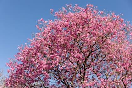 La exuberante floración del lapacho rosado alimenta a abejorros y otros insectos polinizadores