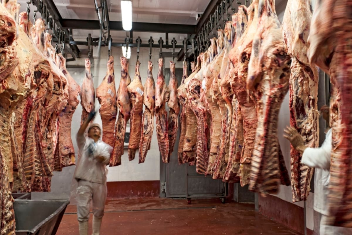 La faena se realiza cuando el ganado wagyu alcanza el punto justo de grasa intramuscular
