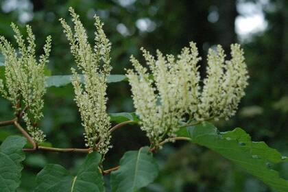 La Fallopia japonica es una gran invasora (Foto Instagram @healthyhotto)