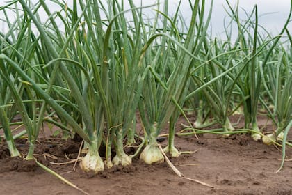 La falta de agua en cinco canales de distribución podría afectar la siembra de cebollas en la próxima campaña
