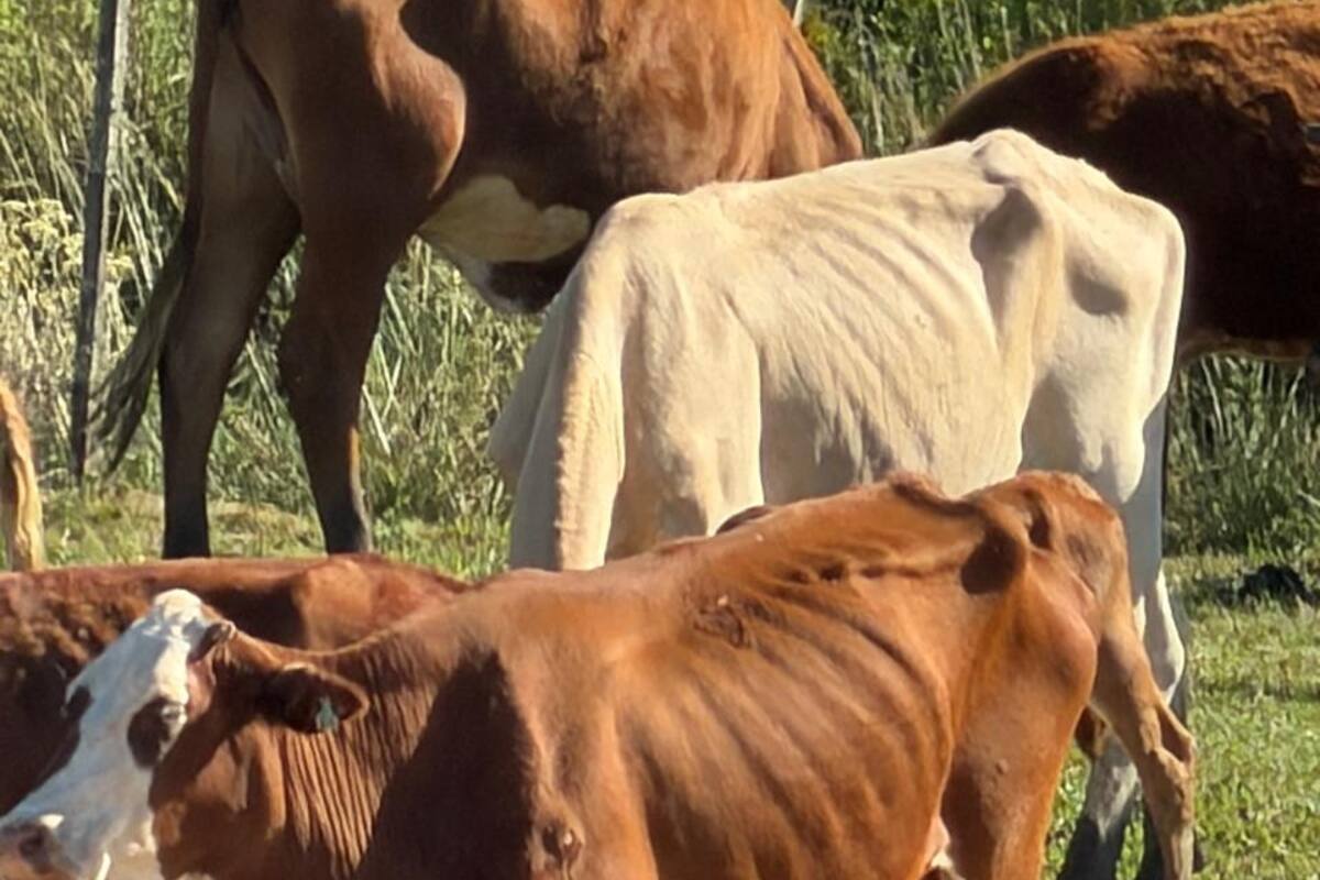La falta de alimentos llevó a los animales a debilitarse