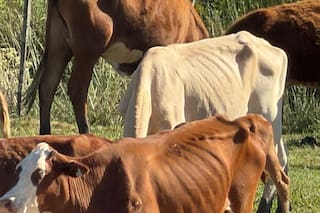 Se empezaron a morir por falta de alimento los animales que esperan una definición judicial