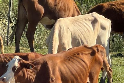 La falta de alimentos llevó a los animales a debilitarse